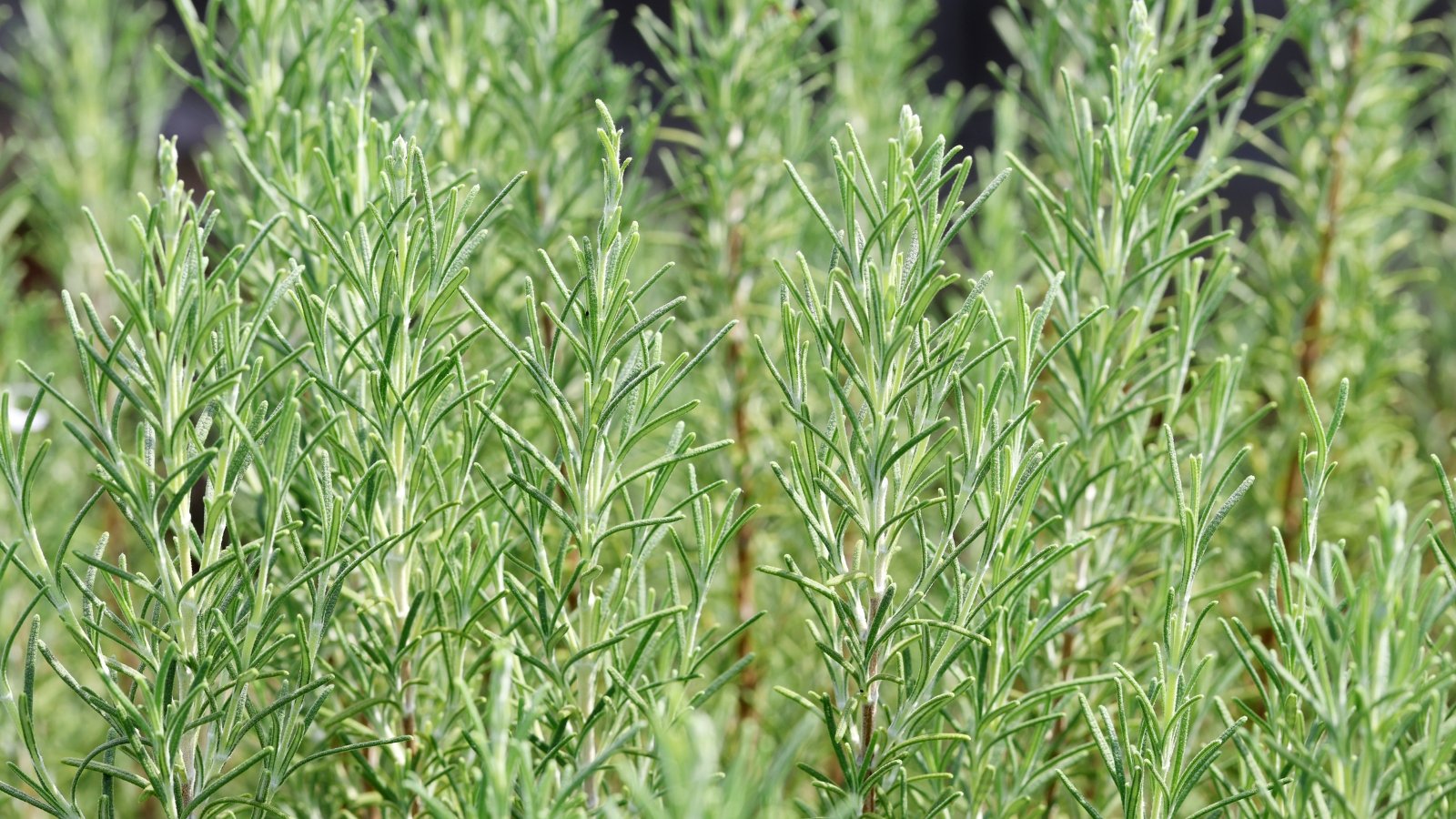 Woody stems with needle-like, deep green leaves that give off a piney aroma.