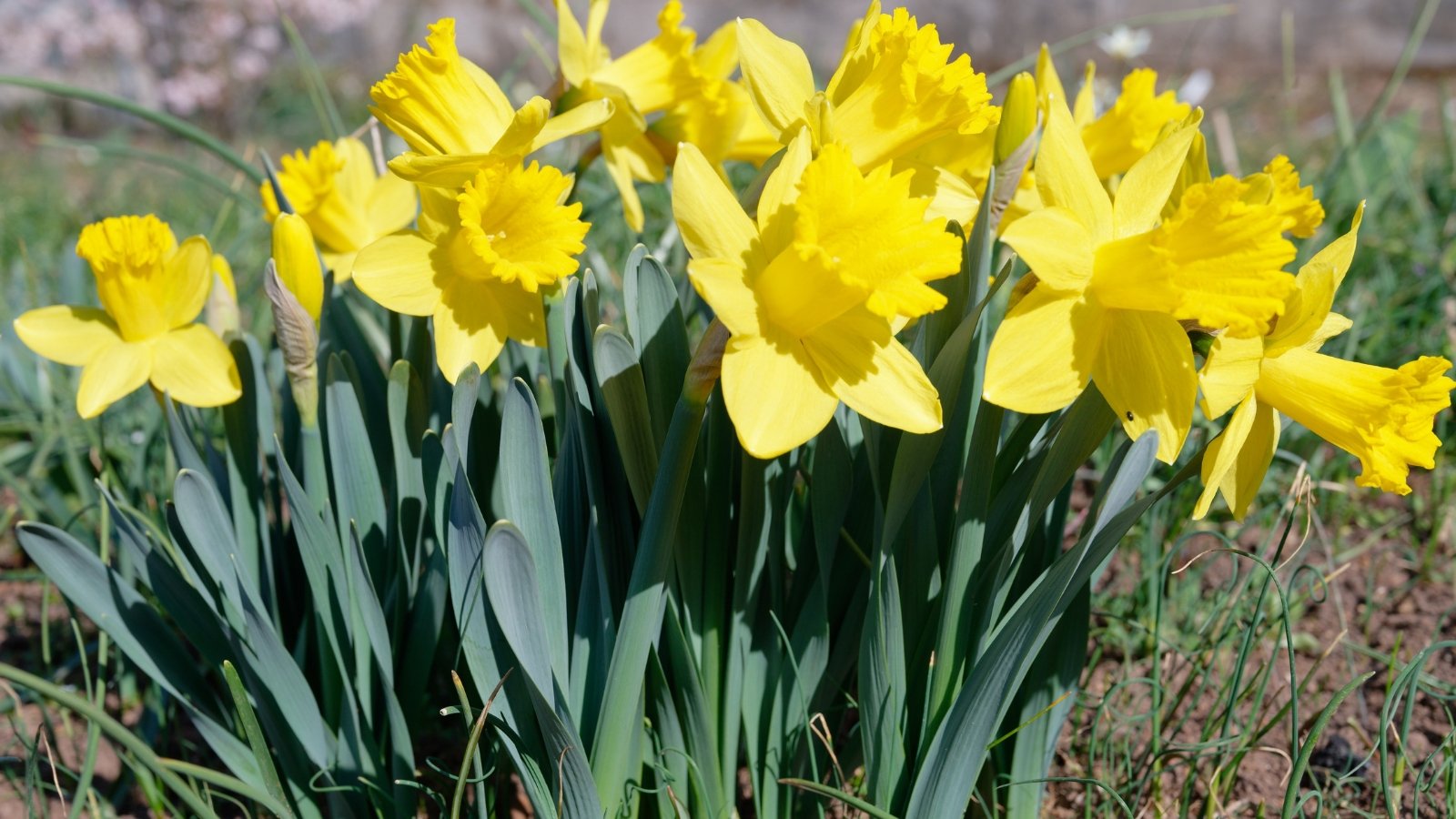 Classic golden-yellow petals with a trumpet-shaped yellow corona, growing on sturdy stems with long, upright leaves.
