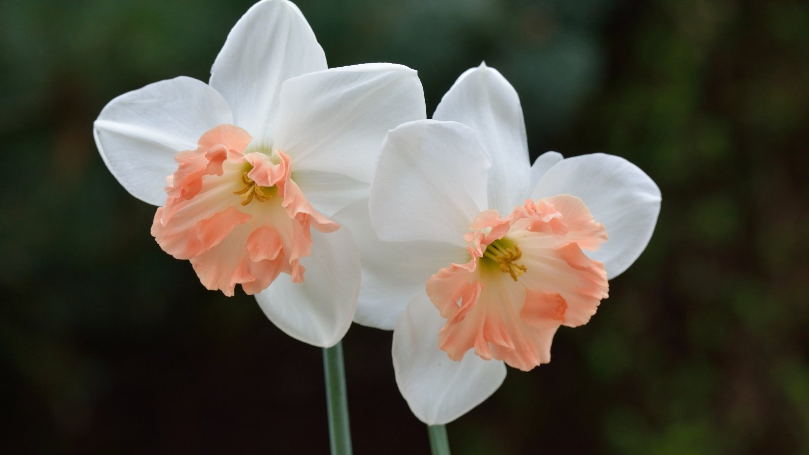 Light white petals with a small, frilled pink-orange corona, displayed on short stems with narrow, green leaves.
