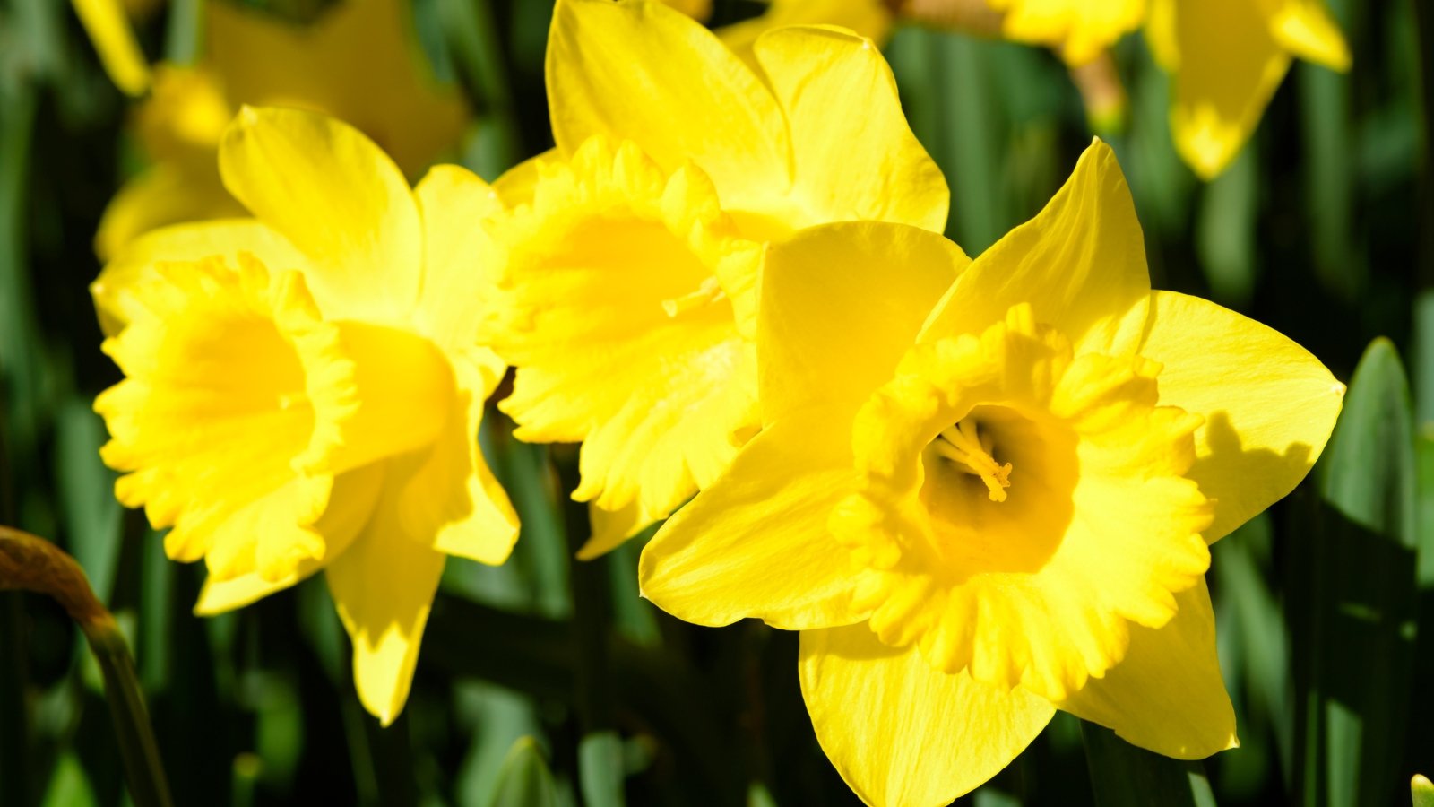 Large, bright yellow petals surround a vibrant yellow corona, with strong stems and long, narrow green leaves.