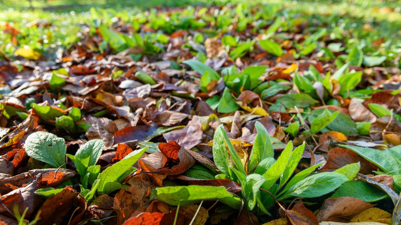 Fresh green sprouts poking up through a blanket of dry brown foliage on a patch of vibrant grass.