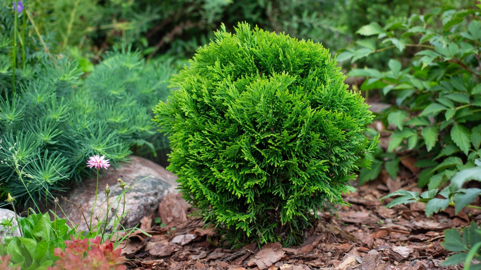 A small, round evergreen shrub sits on a bed of reddish-brown mulch, surrounded by other green plants.