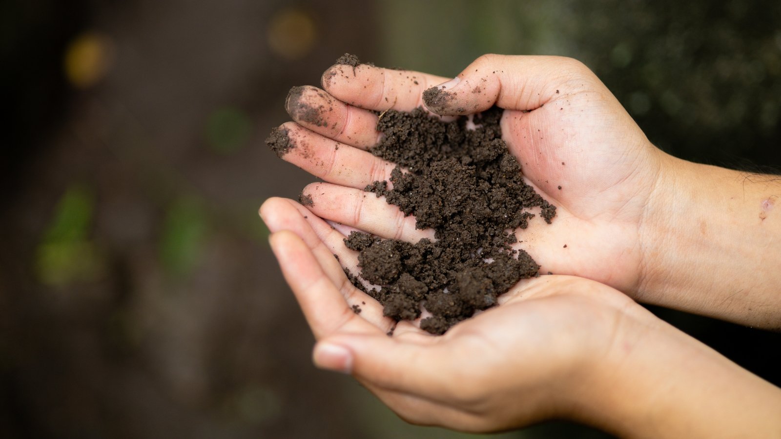 Close-up of hands holding rich, moist, dark brown soil in a garden against a blurred background.