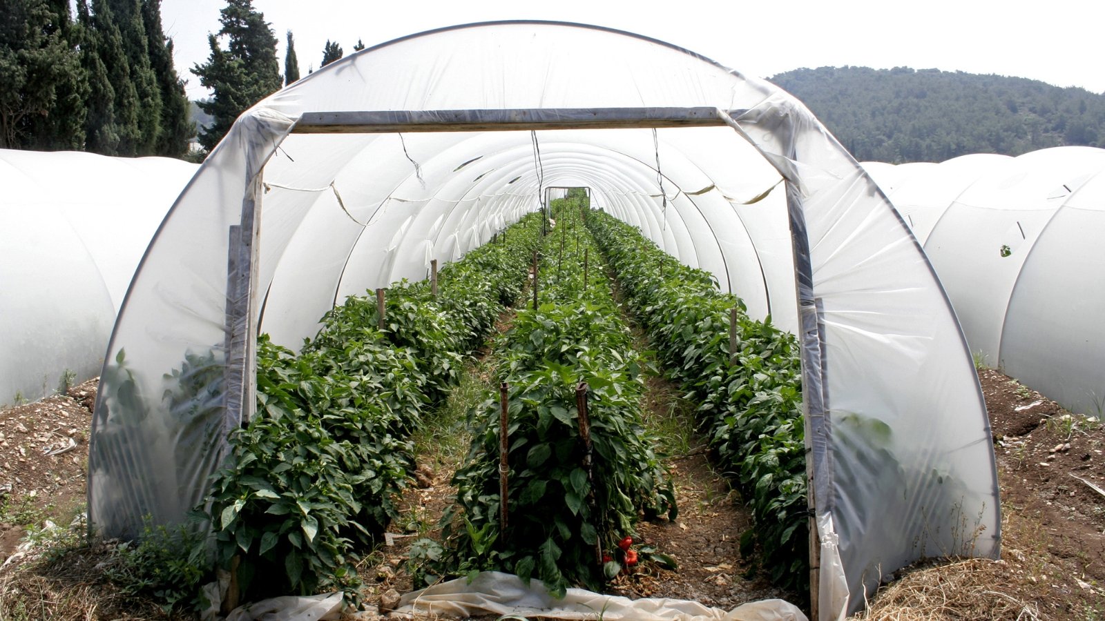 Another set of DIY hoop houses with translucent plastic coverings sheltering tall, leafy crops.