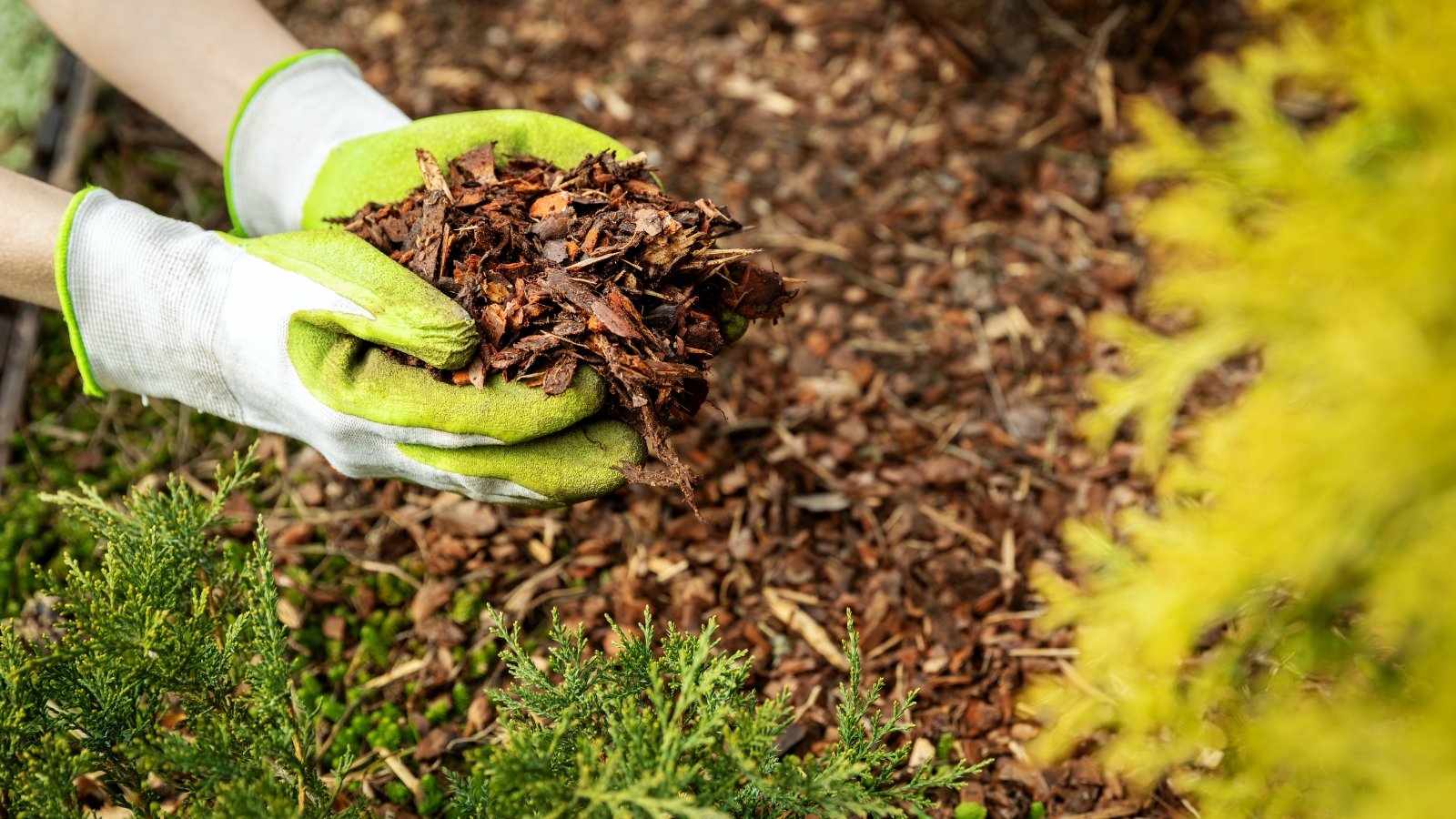 Gloved hands spreading a rich, dark brown mulch around green foliage, creating a protective, moisture-retaining layer over the soil.