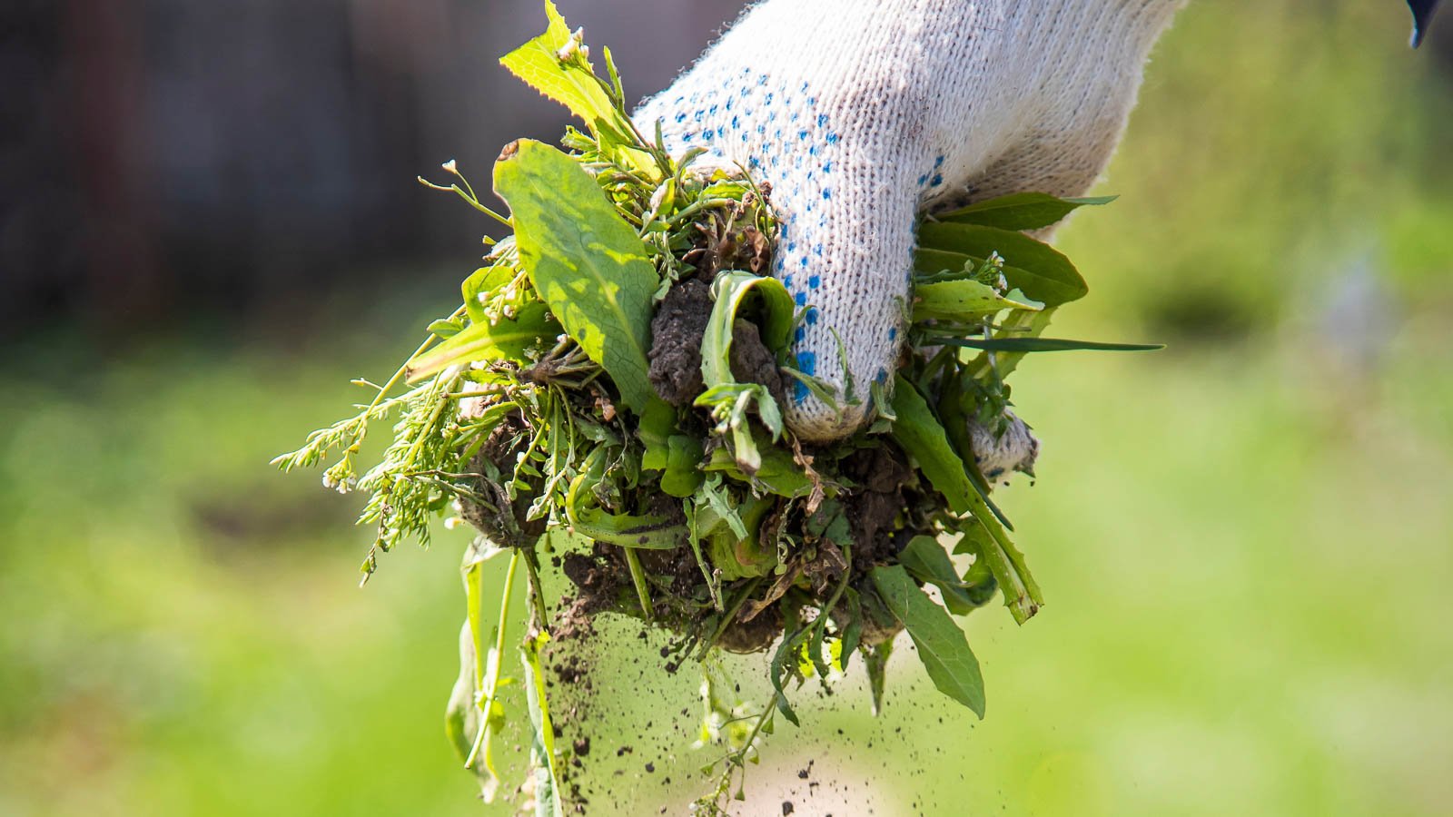 A hand wearing a white glove pulling out weeds from the ground.