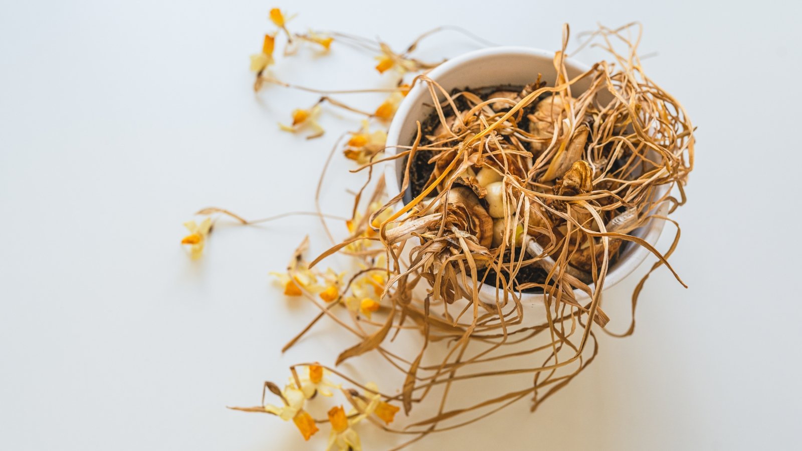 Withered, dry plants with shriveled stems and leaves, and bulbs partially exposed at the base in a white pot with soil.
