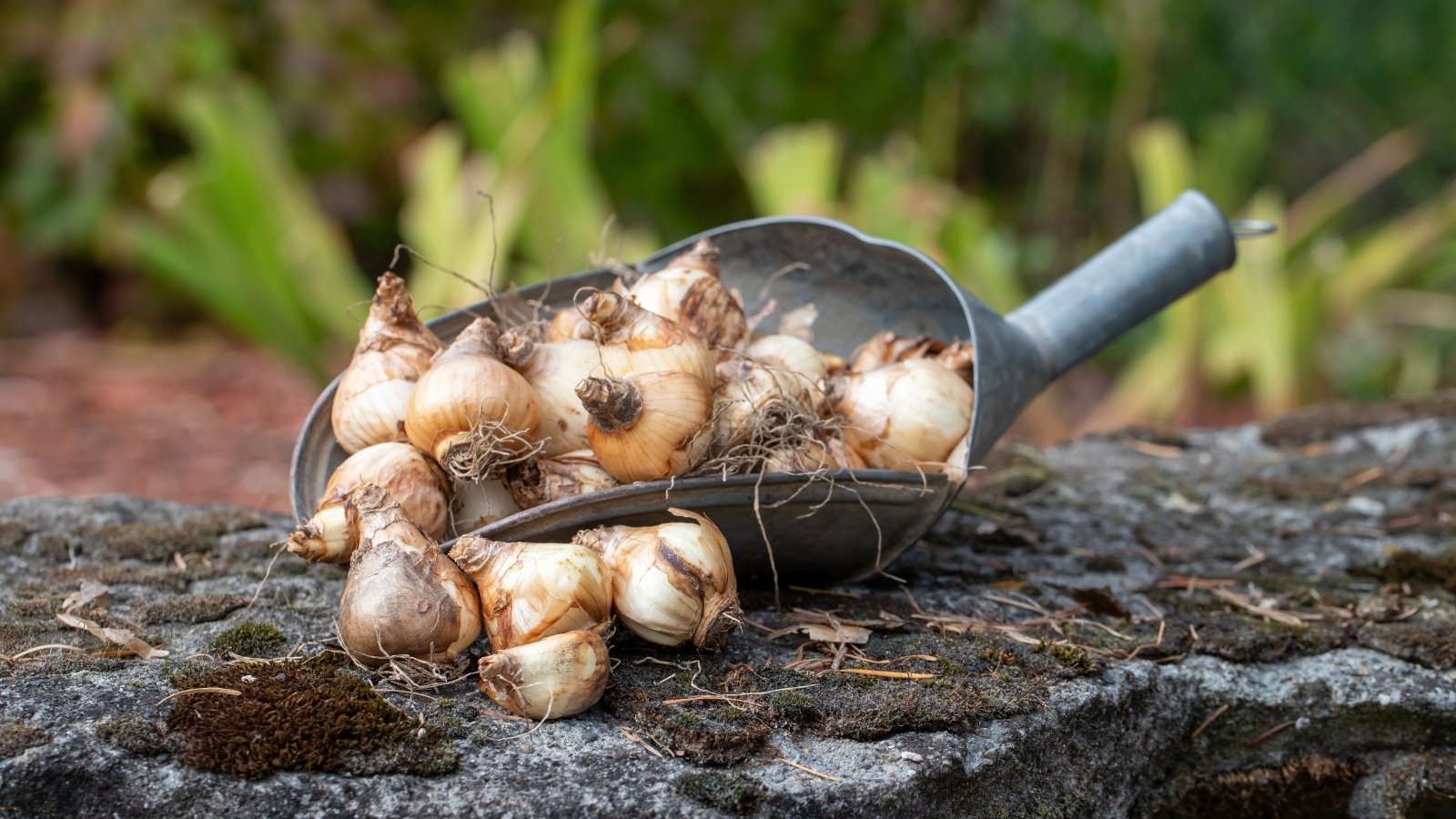 Small, firm bulbs with papery outer layers resting in a large garden metal trowel on dark, loose soil.
