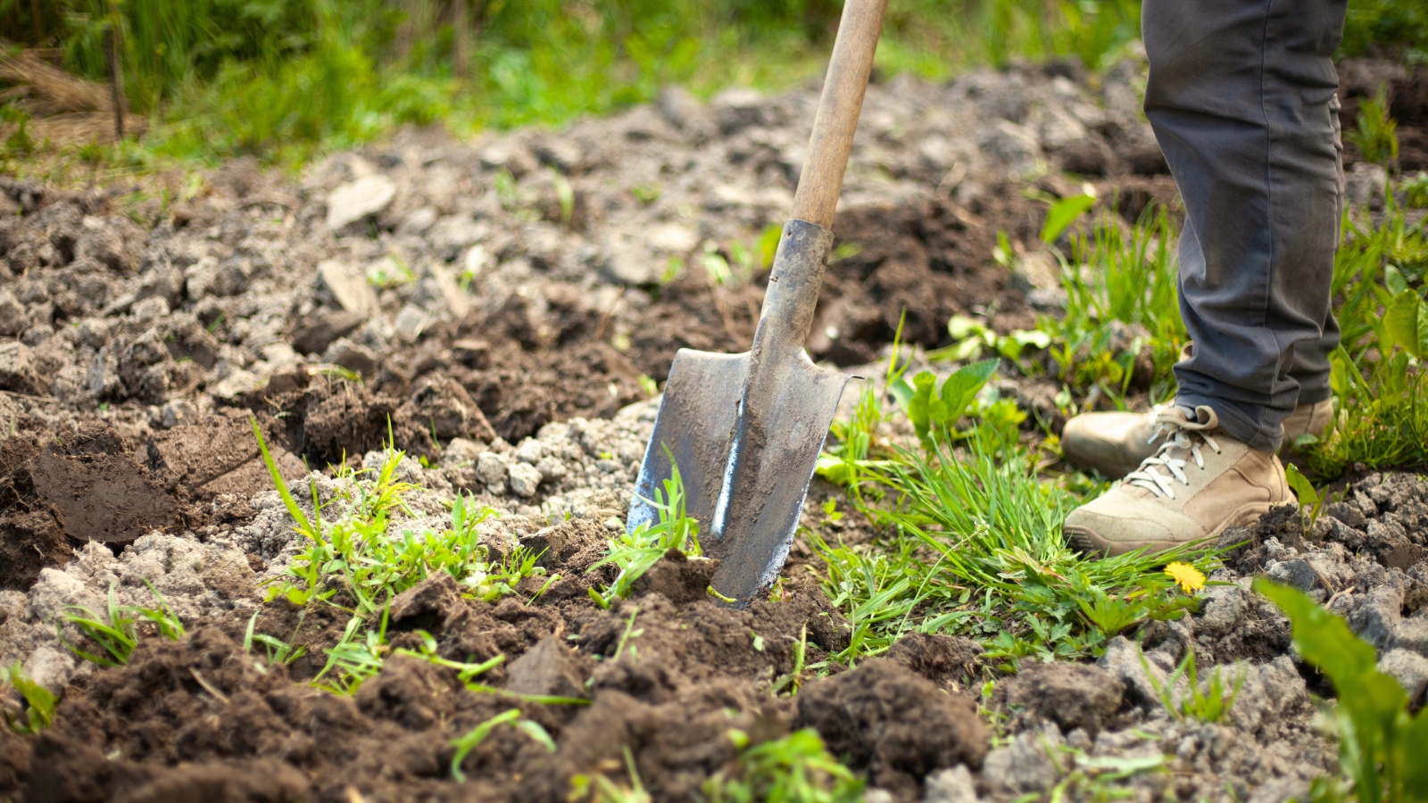 Close-up of a gardener using a large, old shovel to dig wet soil in a weedy garden bed.