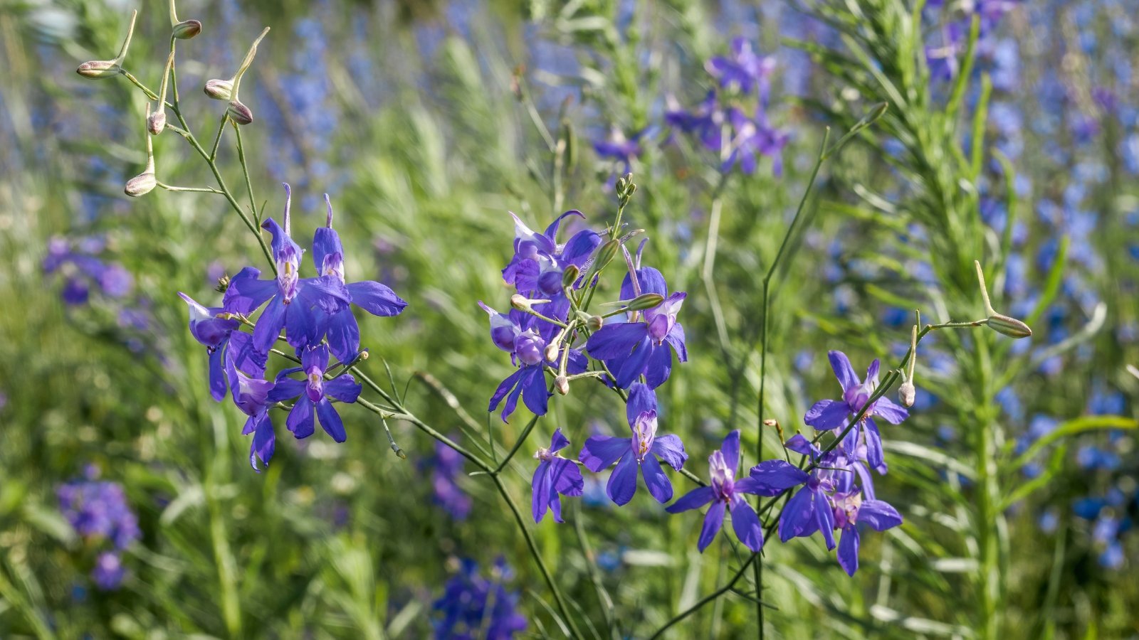 Tall, slender, branching stalks of Consolida regalis displaying bright blue, spiky flowers.