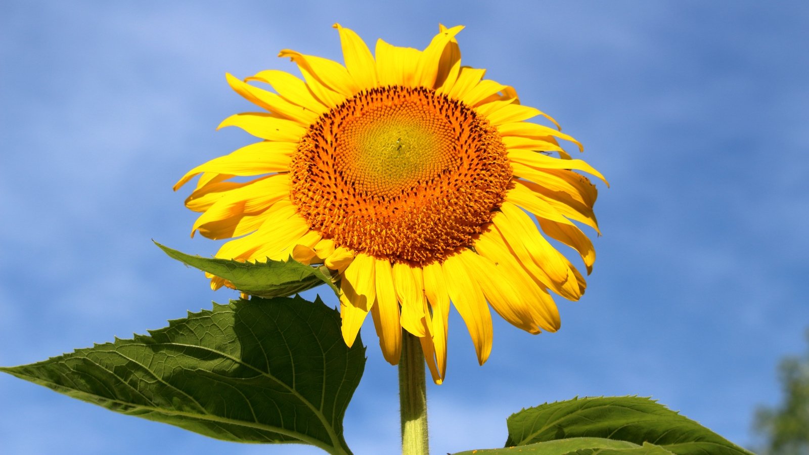 A single Helianthus annuus 'Mammoth' sunflower with large yellow petals and a rich brown center, set against a clear blue sky and green leaves.