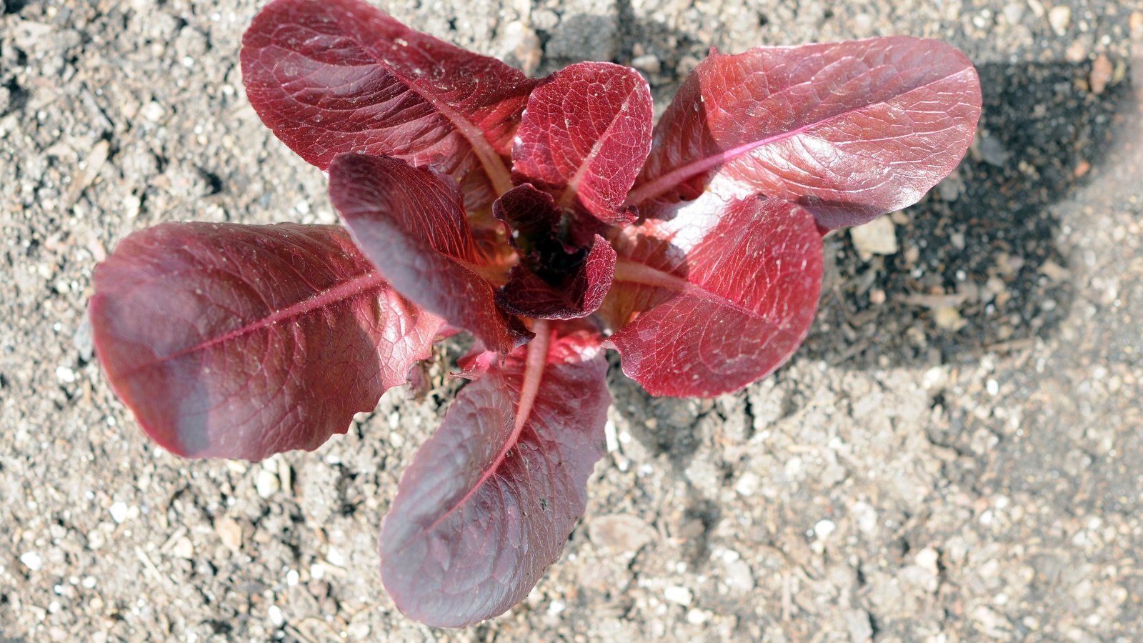 A close-up of Romaine Lettuce ‘Rouge d’Hiver’ with red-tinted leaves, planted directly in the soil, showing texture and vibrant color.