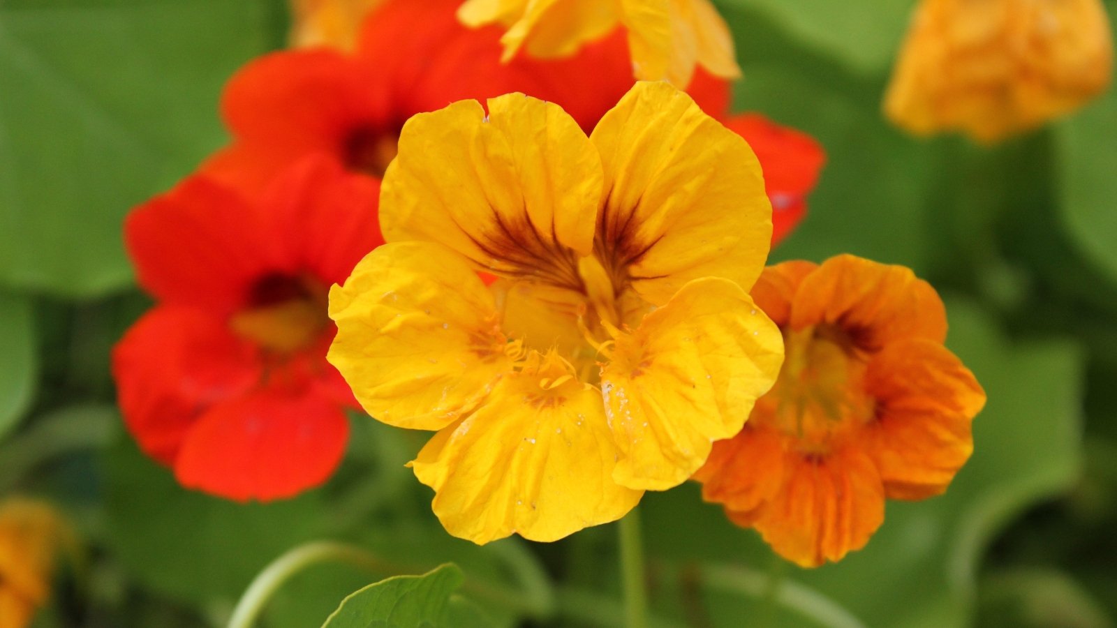 Bright orange and yellow nasturtium flowers with rounded, rich green leaves in the background, adding a cheerful contrast.