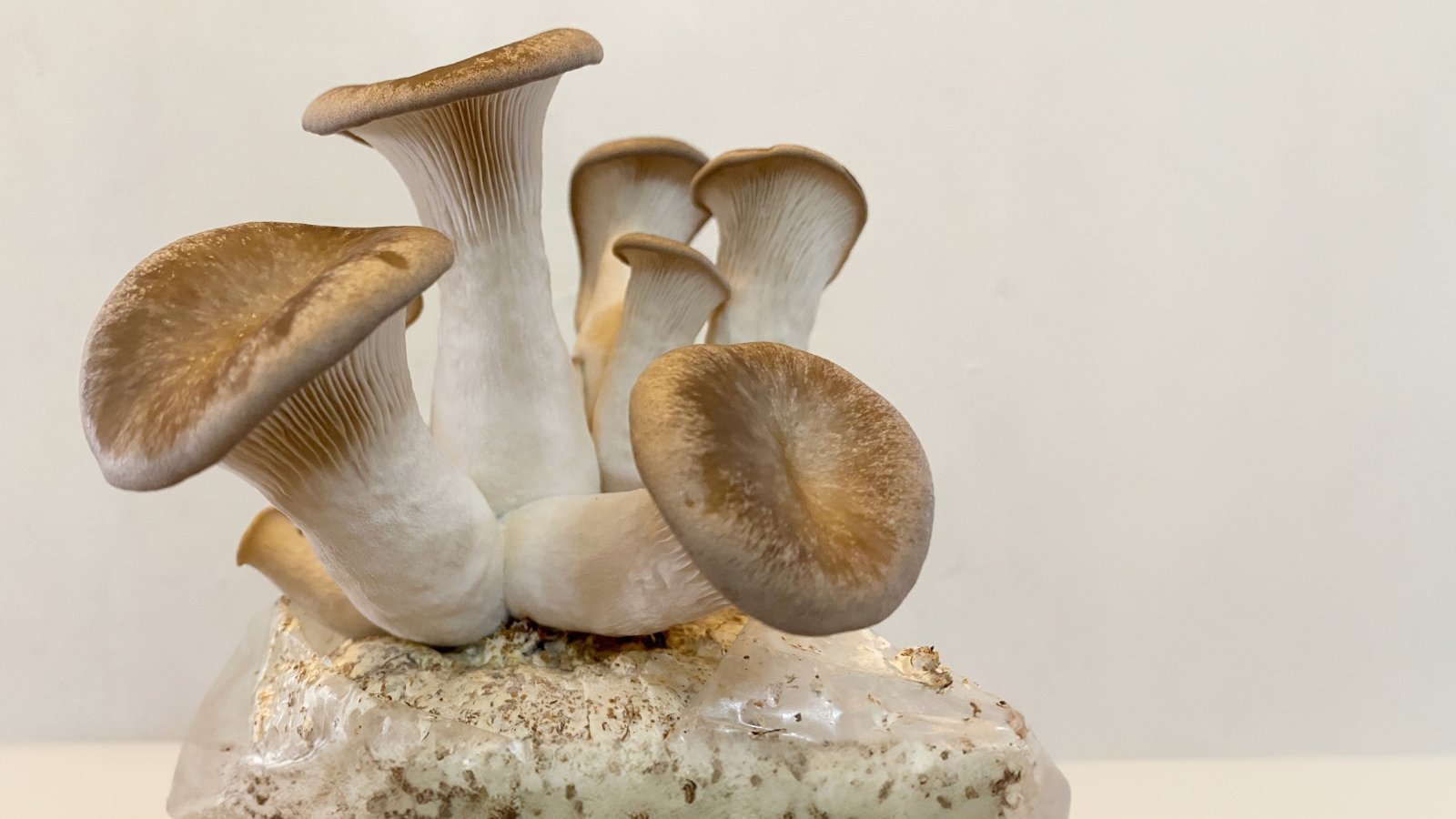 Broad, wavy, pale white to gray-brown caps with a smooth texture grow in clusters on thick stems.
