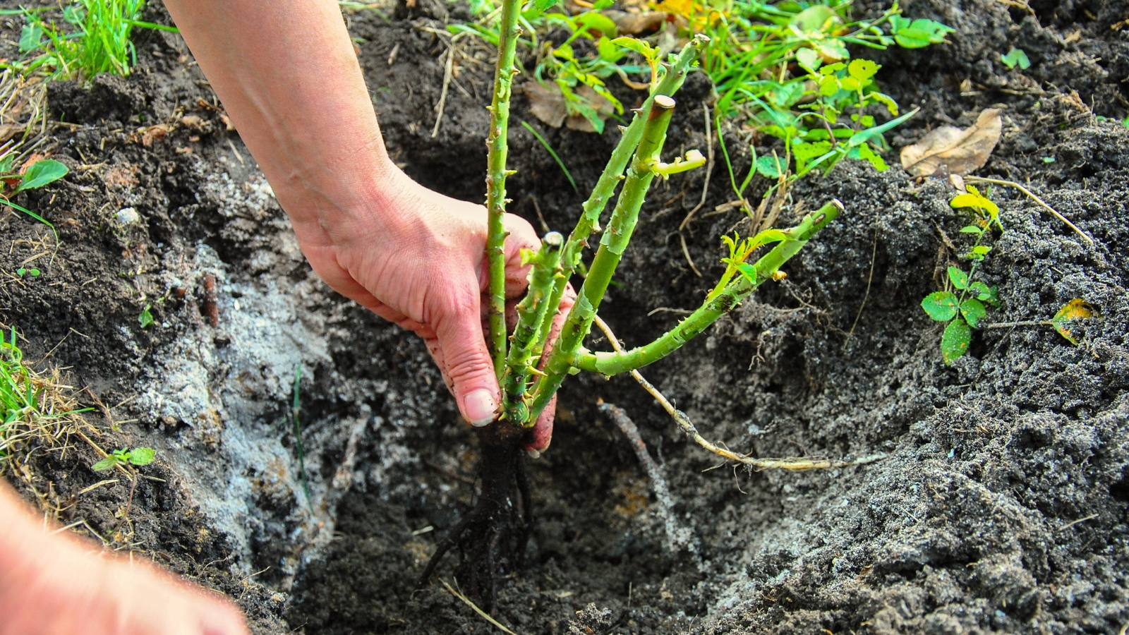 A woman holds a seedling with wet, exposed roots above a planting hole in rich, dark soil, ready for transplanting.
