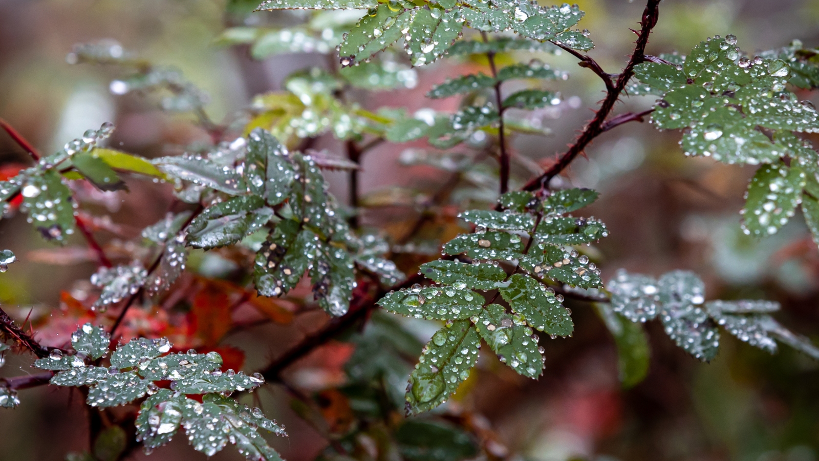 Glistening raindrops cover the broad, serrated leaves of a bush in a fall garden, accentuating their rich green color along with the purple-burgundy stems and leaf tips.
