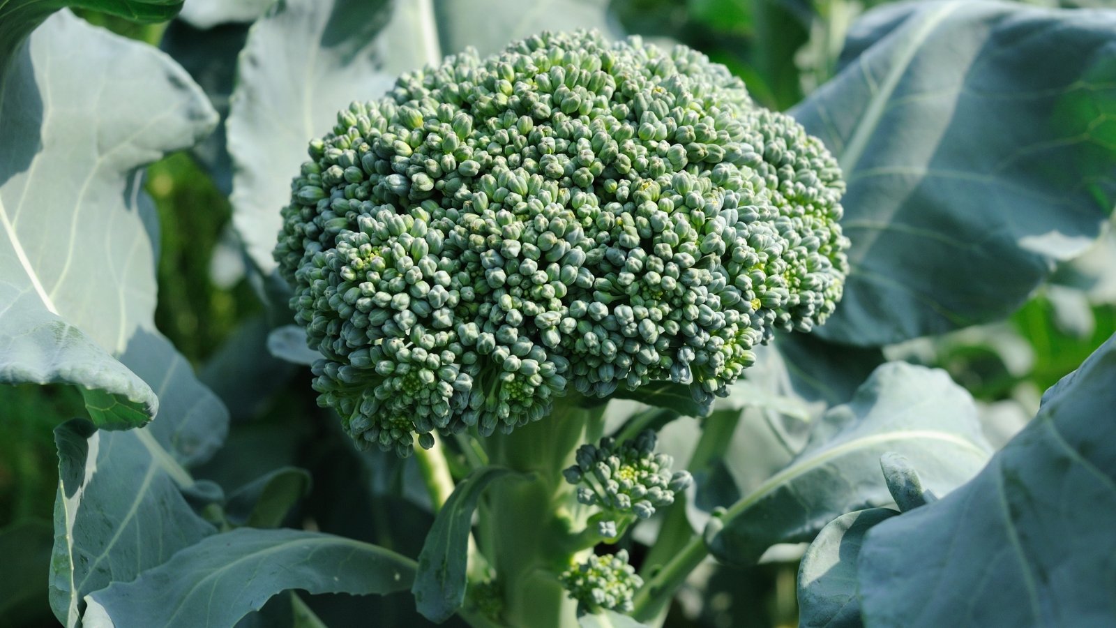 A compact cluster of dark green, tender florets forms atop a tall stem with narrow, serrated leaves.
