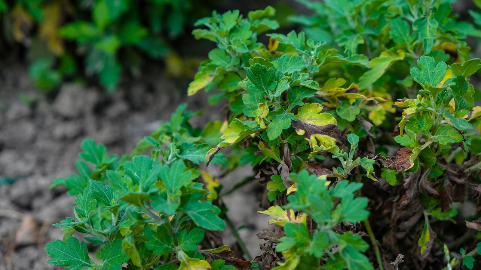 Chrysanthemum leaves affected by leaf spots exhibit irregular brown and black lesions surrounded by yellowing tissue, giving them a distressed and unhealthy appearance.
