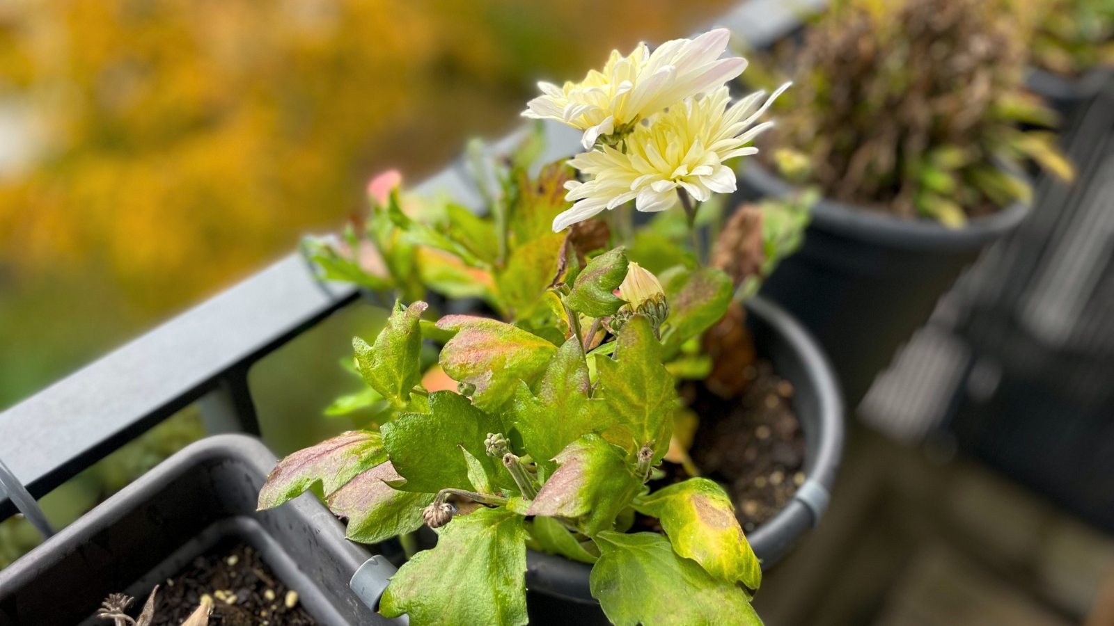 White chrysanthemums in a black hanging pot are complemented by yellowing leaves, creating a striking contrast against the backdrop of an autumn balcony.
