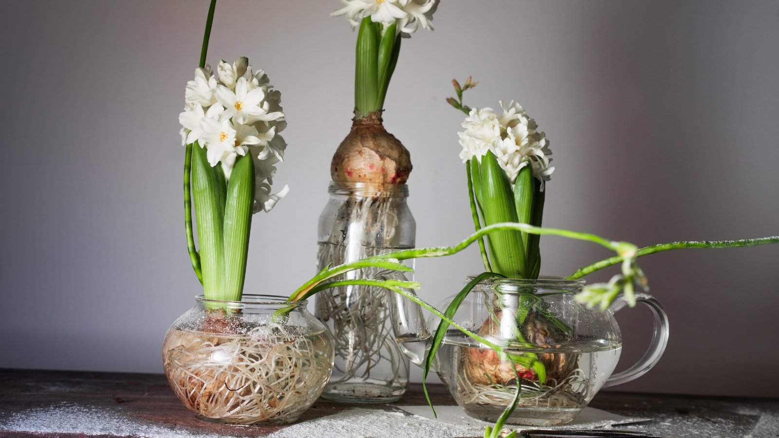 Three glass containers filled with water and bulbs with flowering clusters of small, white, fragrant flowers in dense spikes, supported by tall, slender green stems with narrow leaves.