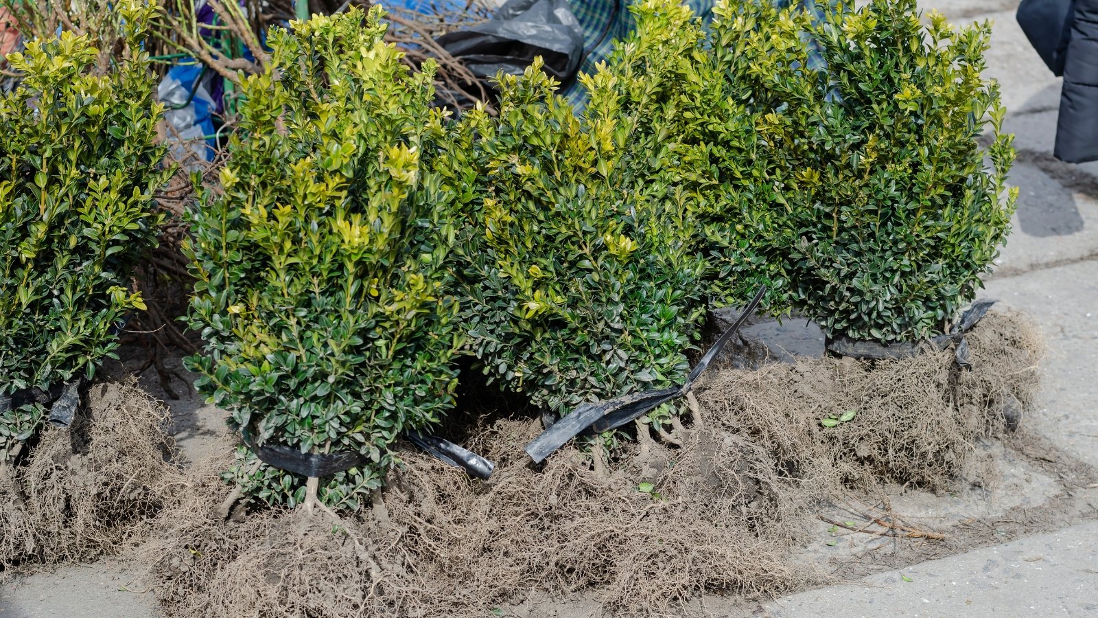 Rounded, yellow-green leafy bushes with their bottoms exposed with no protective covering, ready for planting.