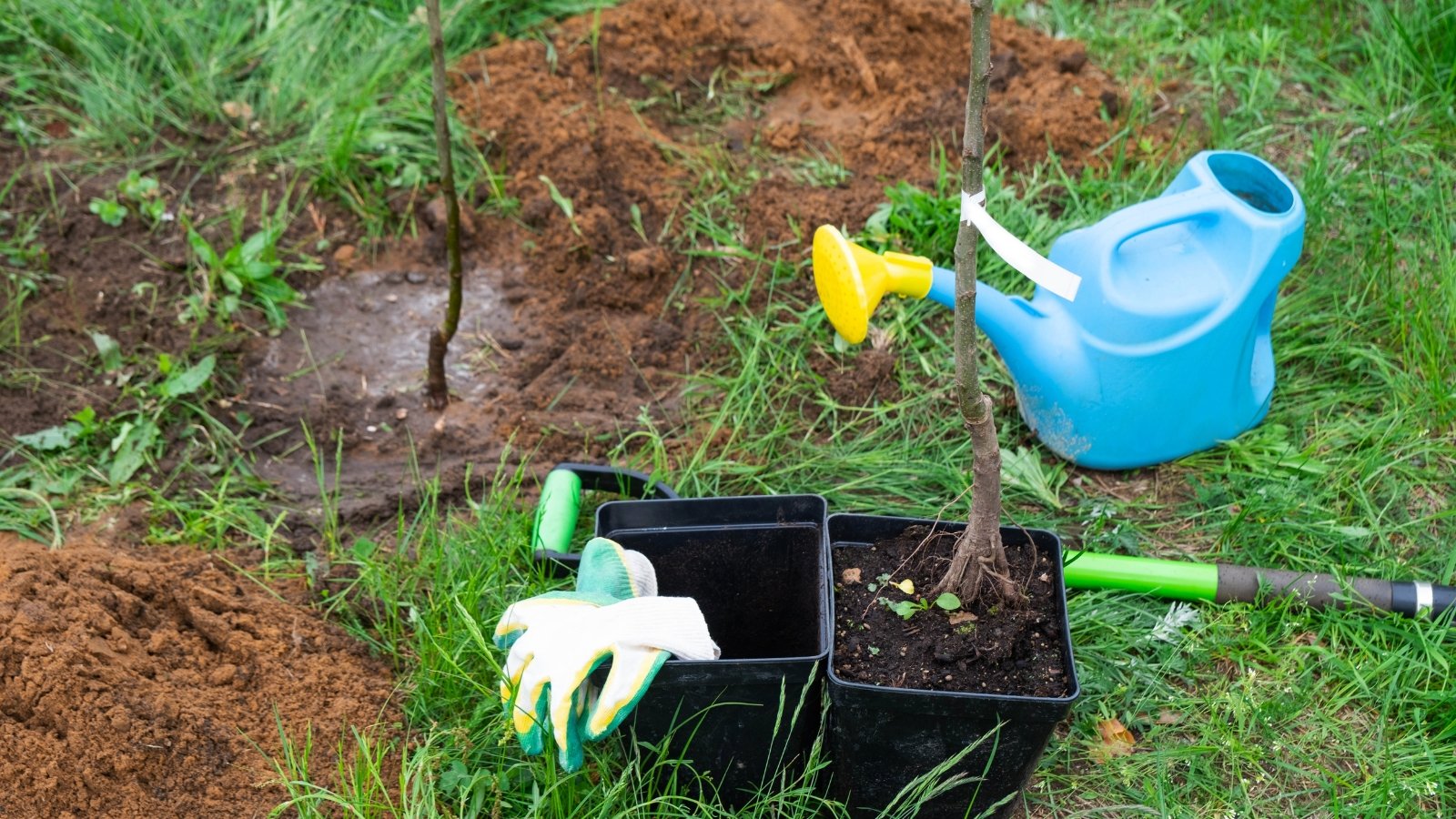 A small, delicate seedling with slender green leaves stands freshly planted in a patch of rich brown soil, accompanied by a green trowel, white gardening gloves, and a blue watering can resting on the surrounding grass.