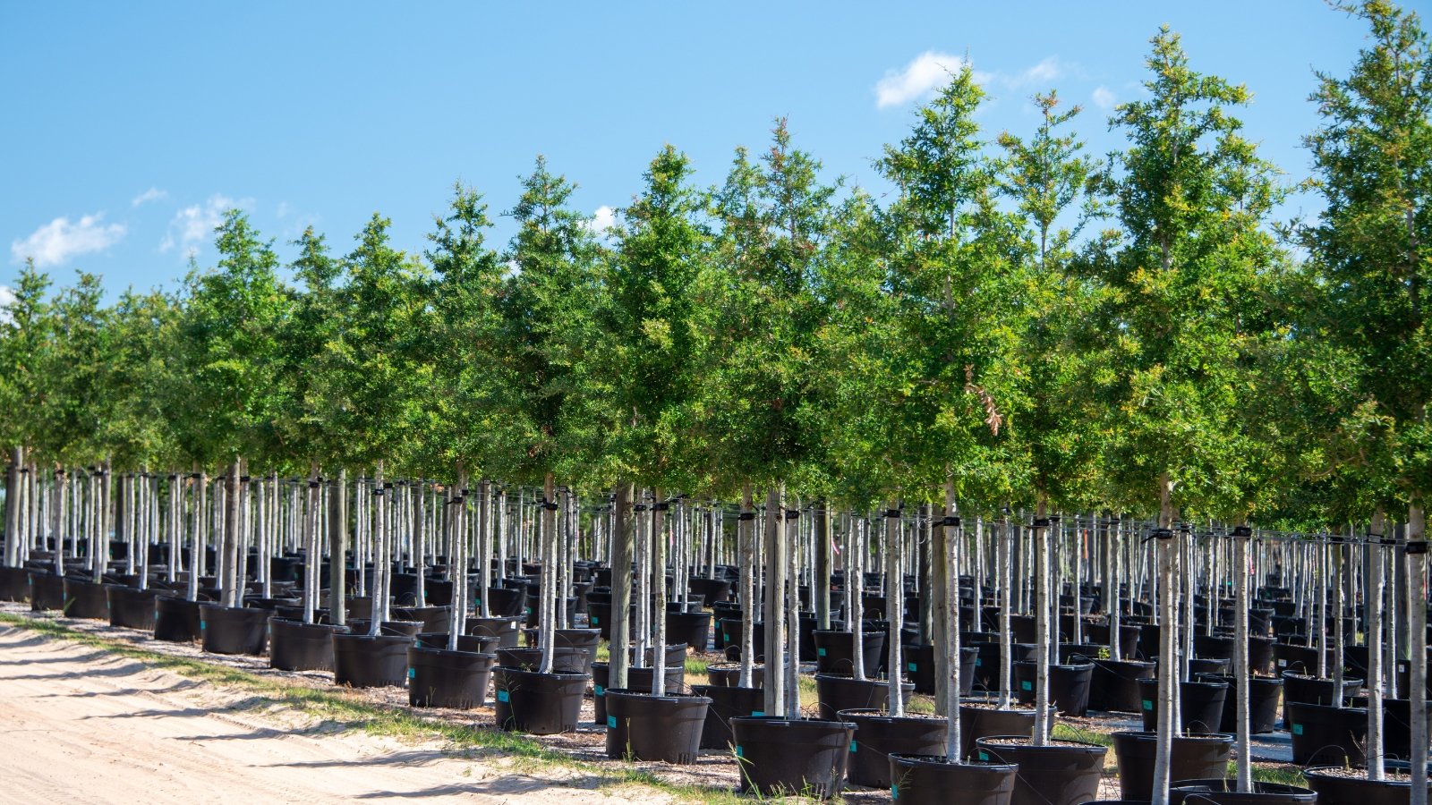 Tall, slender plants with leafy green canopies are neatly arranged in black plastic pots, stretching in a uniform row on a paved surface.