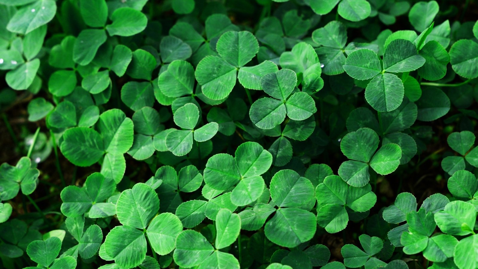 A close-up of green clover leaves, showcasing a healthy sheen under soft sunlight.