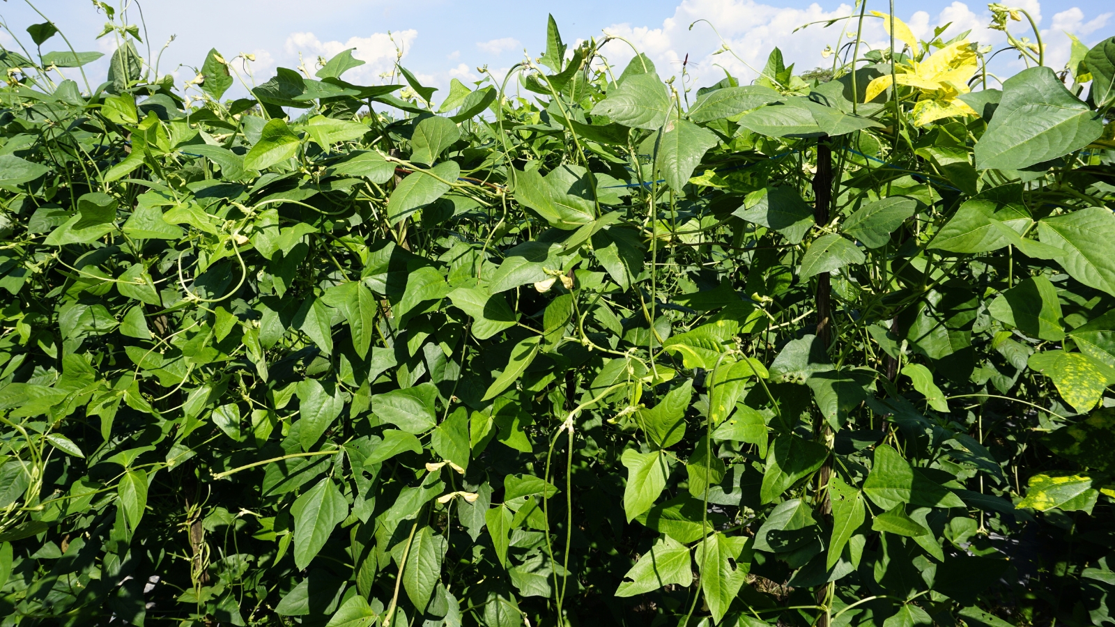 A field of sprawling vines with slender, green stems and large, oval-shaped leaves forming a dense, leafy canopy.
