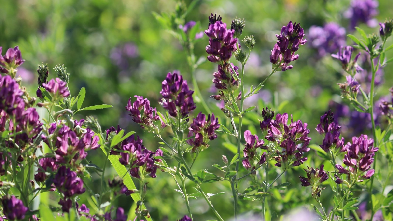 Tall, bushy plants with fine, feathery leaves and spikes of small, purple flowers that tower above the foliage.
