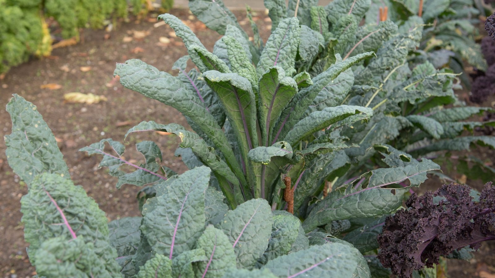 This plant features large, wavy, deep green leaves with striking blue-green tones and purple stems, creating a vibrant appearance.
