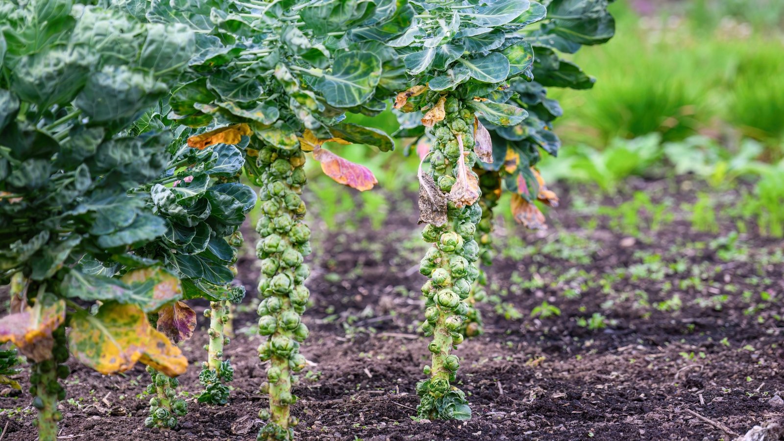 The plant has robust, tightly clustered leafy greens growing on thick stems, topped with small, round buds forming dense, green sprouts.
