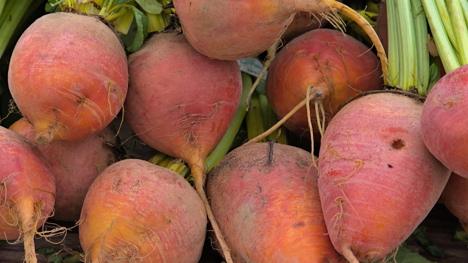 This crop displays smooth, round roots with a bright golden-yellow hue, topped with lush green leaves.
