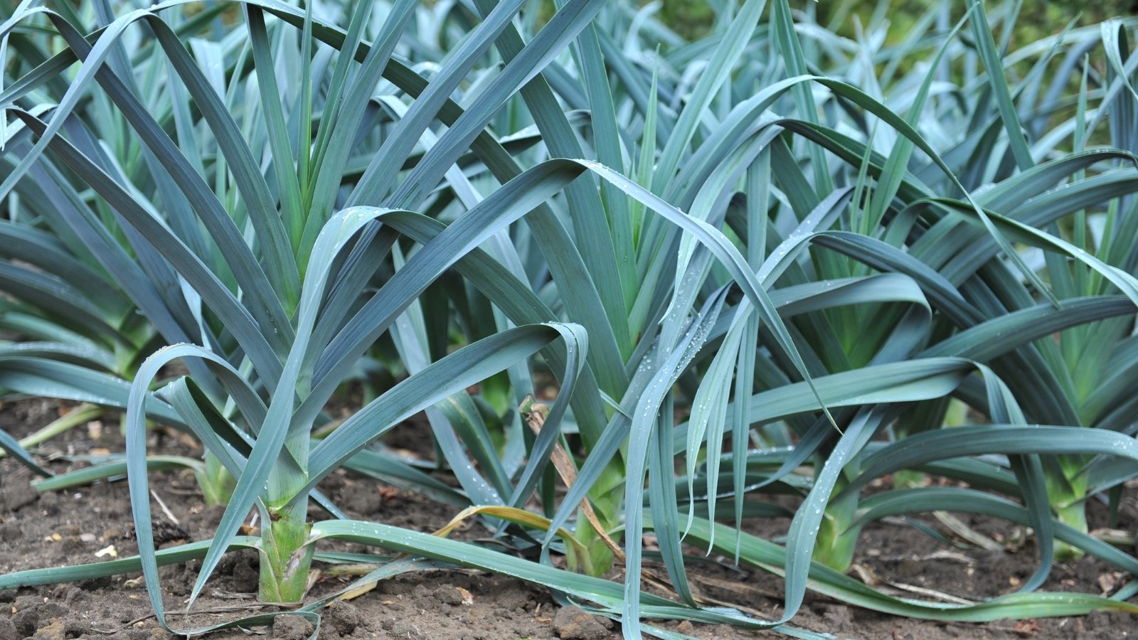 This crop features long, slender, cylindrical stems with a pale green hue, topped by a tuft of dark green, strap-like leaves.
