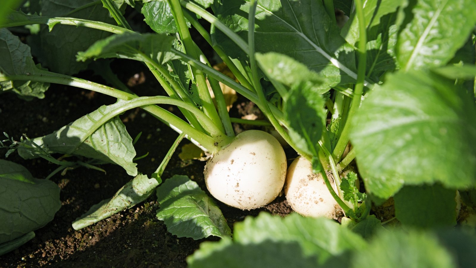 The plant features smooth, round white roots, topped with lush, green foliage that grows close to the ground.
