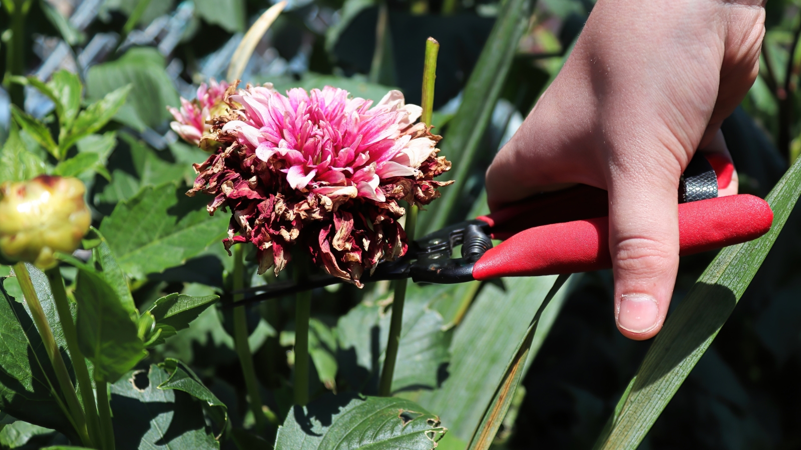 A close-up of a gloved hand using red shears to cut off a pink and white flower that has browned at the edges. Green and slightly waxy foliage surrounds the flower.