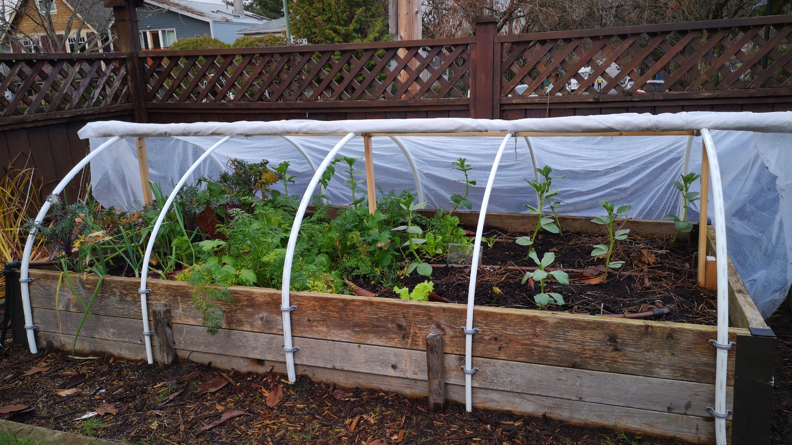 A wooden structure covered by arched plastic hoops, partially shielding leafy plants inside. Some greenery pokes out from beneath the cover. The soil inside looks dark and moist. Wooden fencing lines the background.