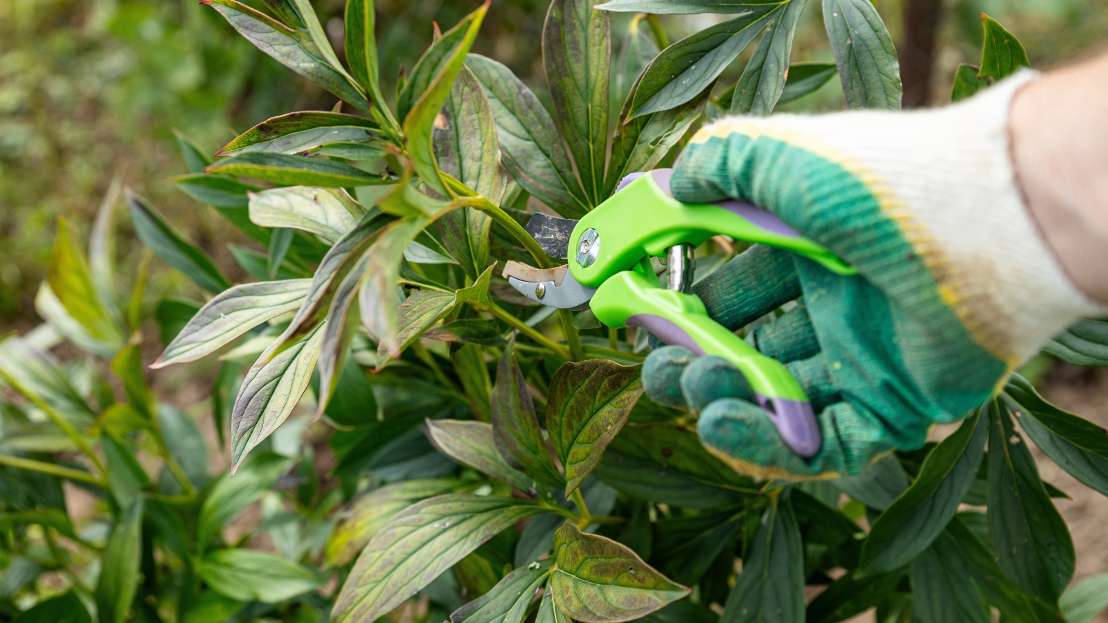 A gloved hand with green-and-white shears cuts a small branch of a bush with dark green, elongated, slightly glossy leaves. The branches and leaves are densely packed, with some new growth visible at the tips.