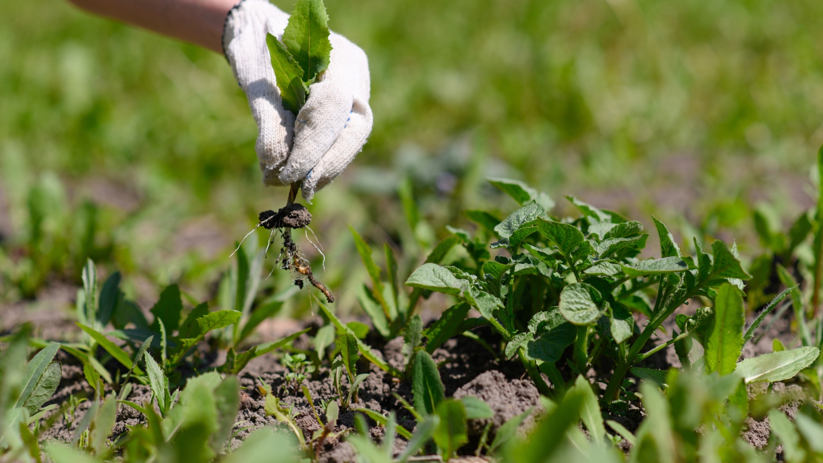 A gloved hand pulls weeds out from the ground, grasping the leafy green tops. The weed has broad leaves, slightly wilted, with the soil underneath appearing compacted and damp.