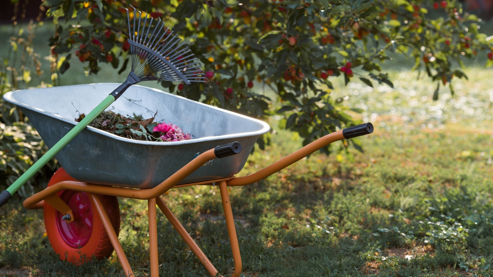 A wheelbarrow filled with plant clippings, primarily consisting of small branches and leaves. A rake leans against the wheelbarrow, and the ground around it is covered in sparse grass with some patches of dry, brown foliage.