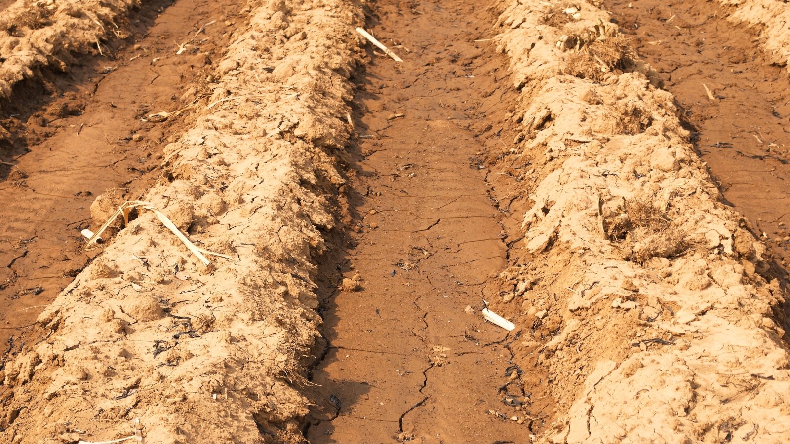 Close-up of a field showing wet orange-brown soil and dry, lumpy patches of soil indicating nutrient deficiencies.