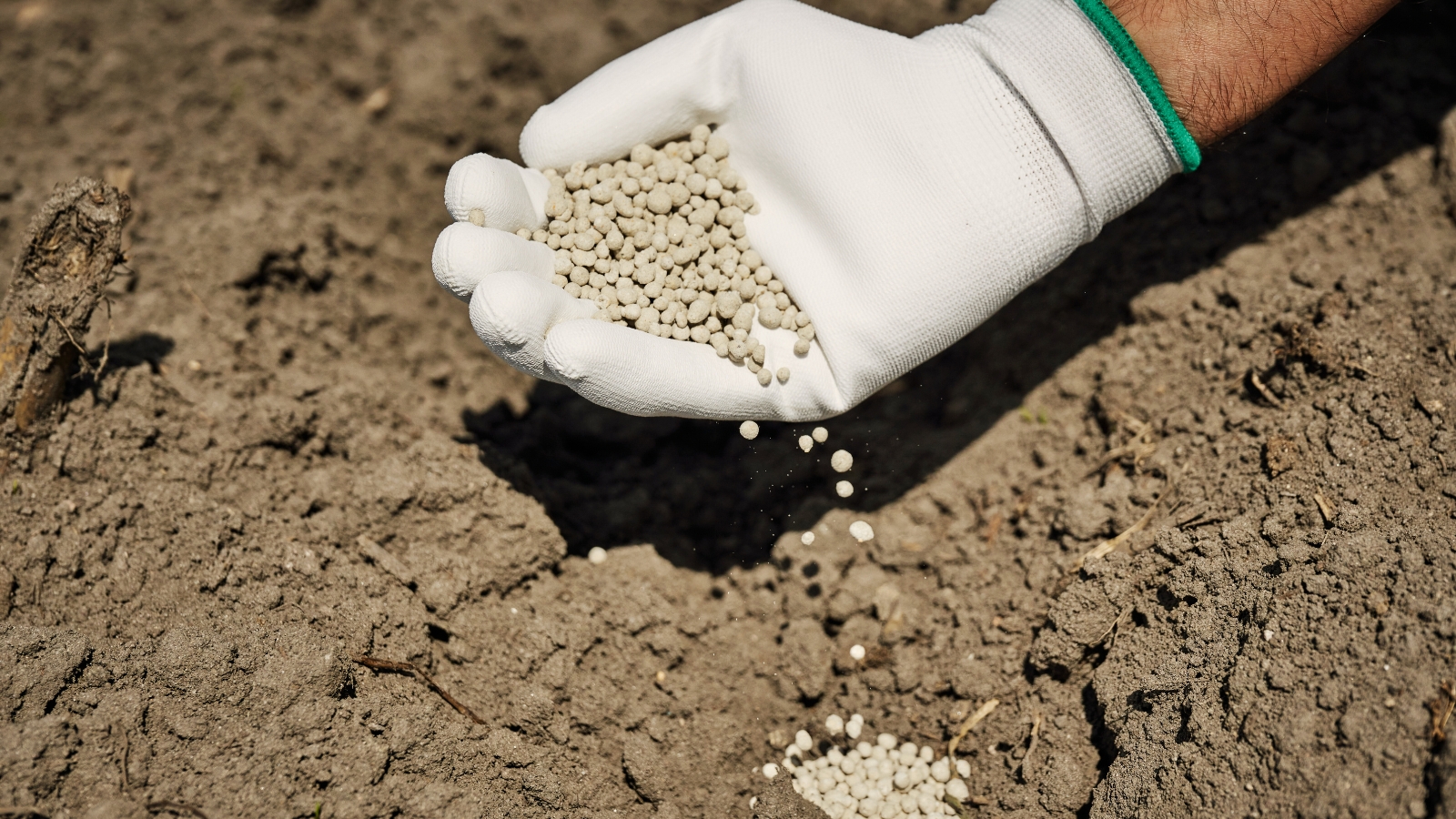 Close-up of a gardener's gloved hand pouring gray-white granular fertilizer into light gray soil.