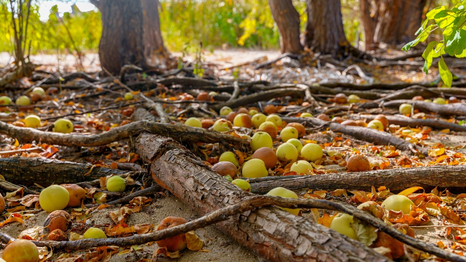 Fallen apples, both fresh and rotten, dot the soil around the roots of trees, creating a colorful display.
