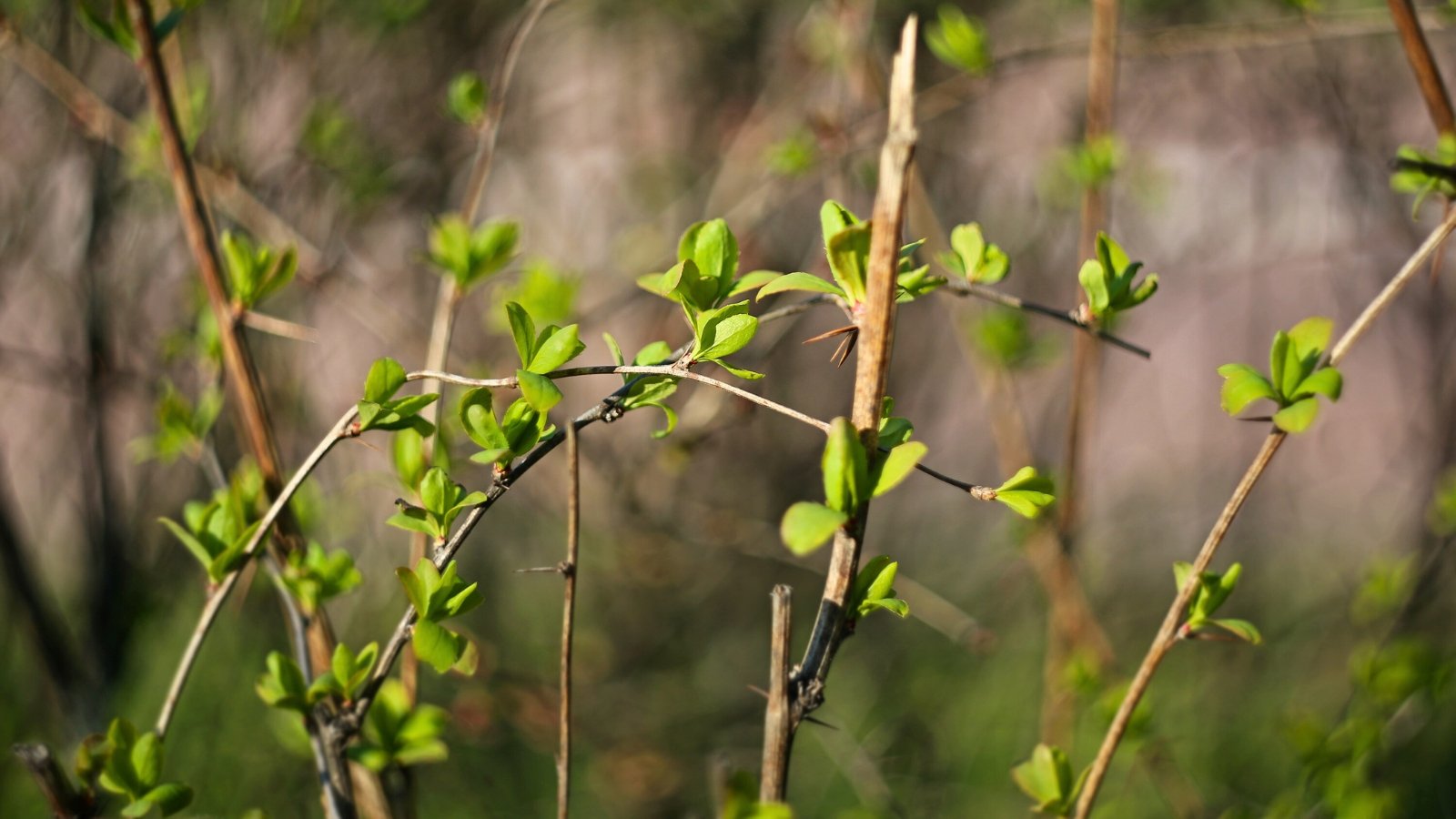 Close-up of thin branches adorned with young green buds in a sunny garden.
