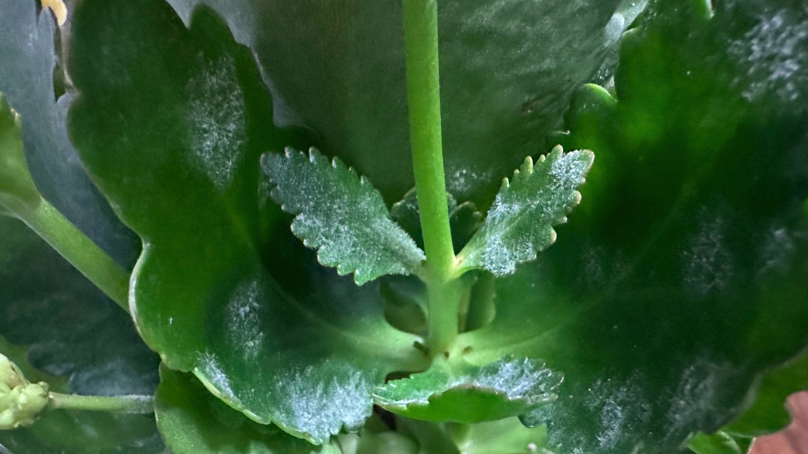 Kalanchoe leaves affected by powdery mildew appear coated in a white, powdery substance.
