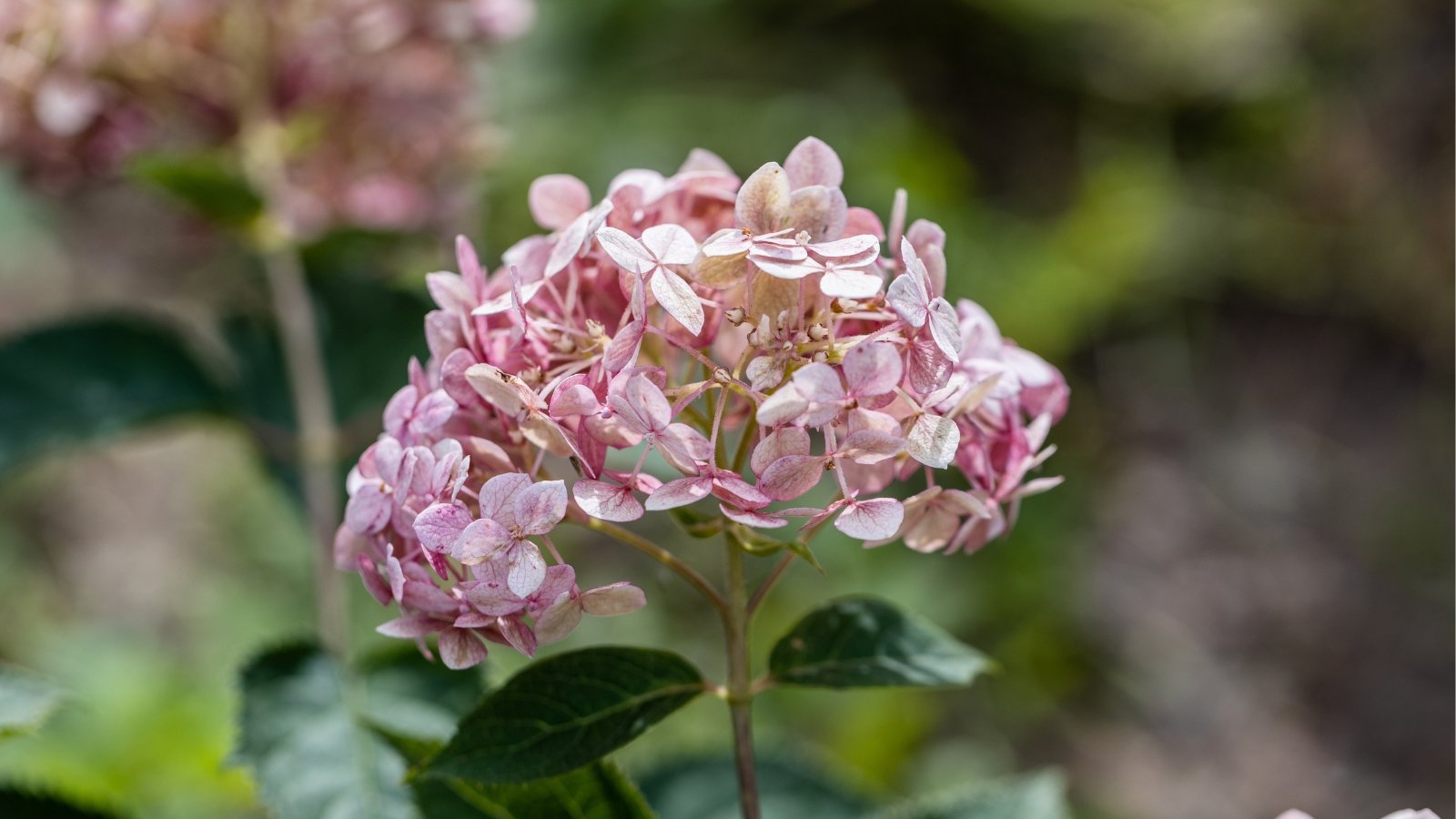 A close-up reveals the delicate petals of pink flowers, their vivid hue captivating the eye. In the background, a soft blur highlights other blooms, creating a dreamy ambiance of harmonious floral beauty.