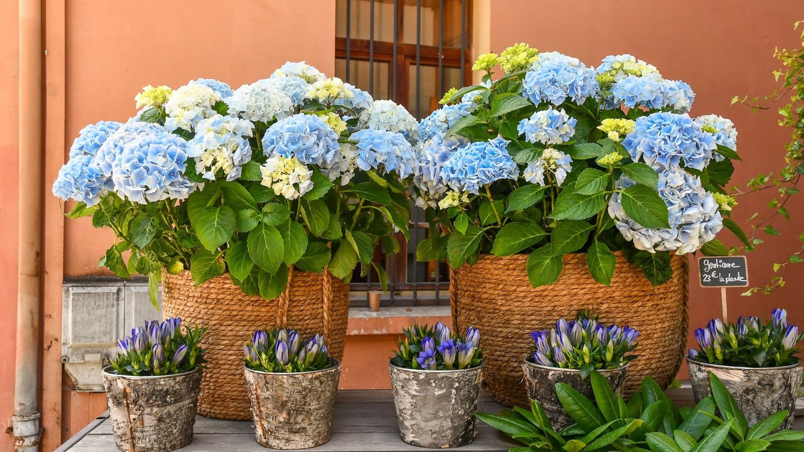 A shot of various and multi-colored blooming flowers in a pots of varying sizes and material all placed on top of a wooden surface in a well lit area outdoors.