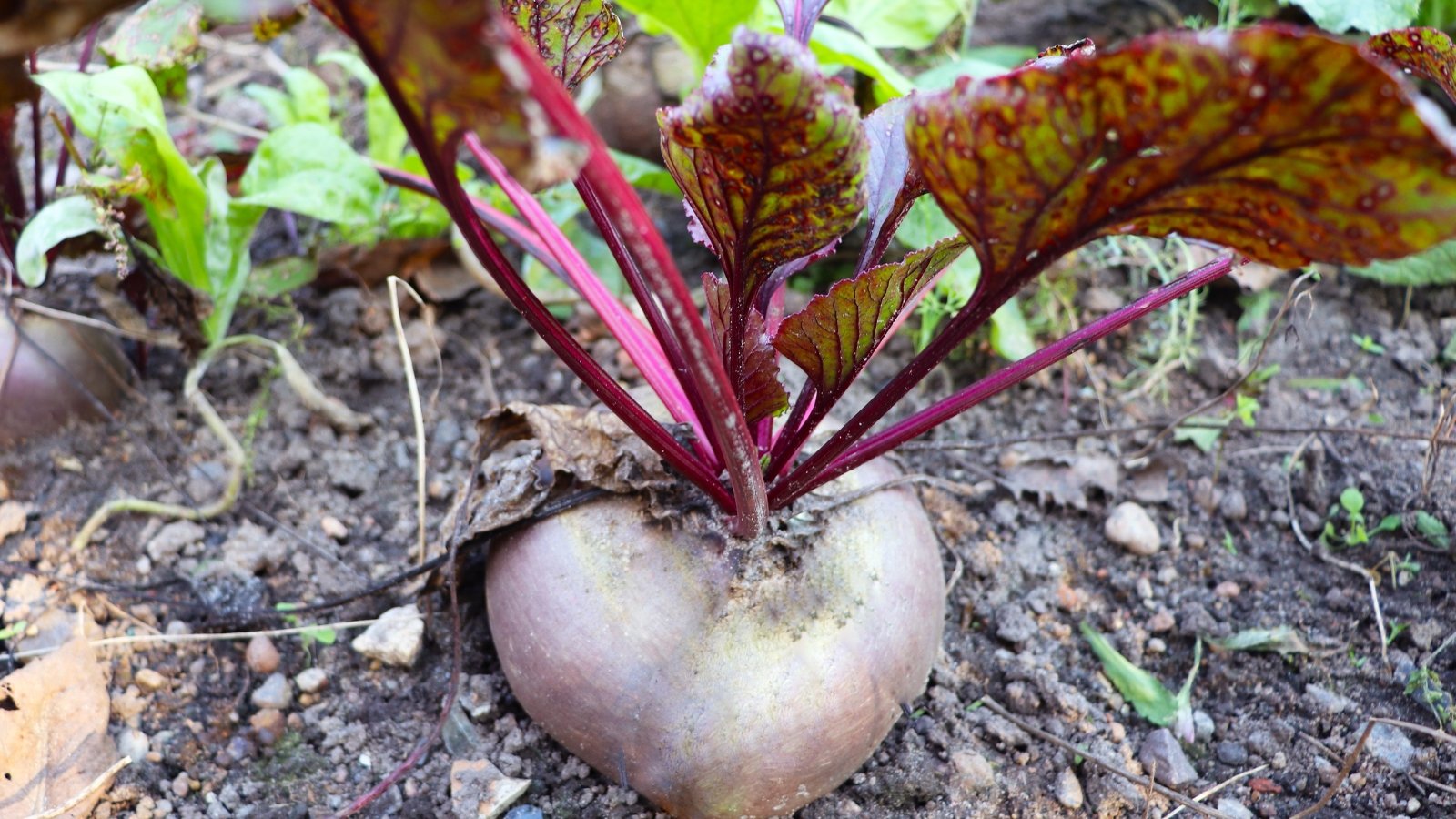 A root vegetable with a slightly heart-shaped, pale purple top, growing in soil, accompanied by purple-tinted leaves with delicate veins, showing early growth.