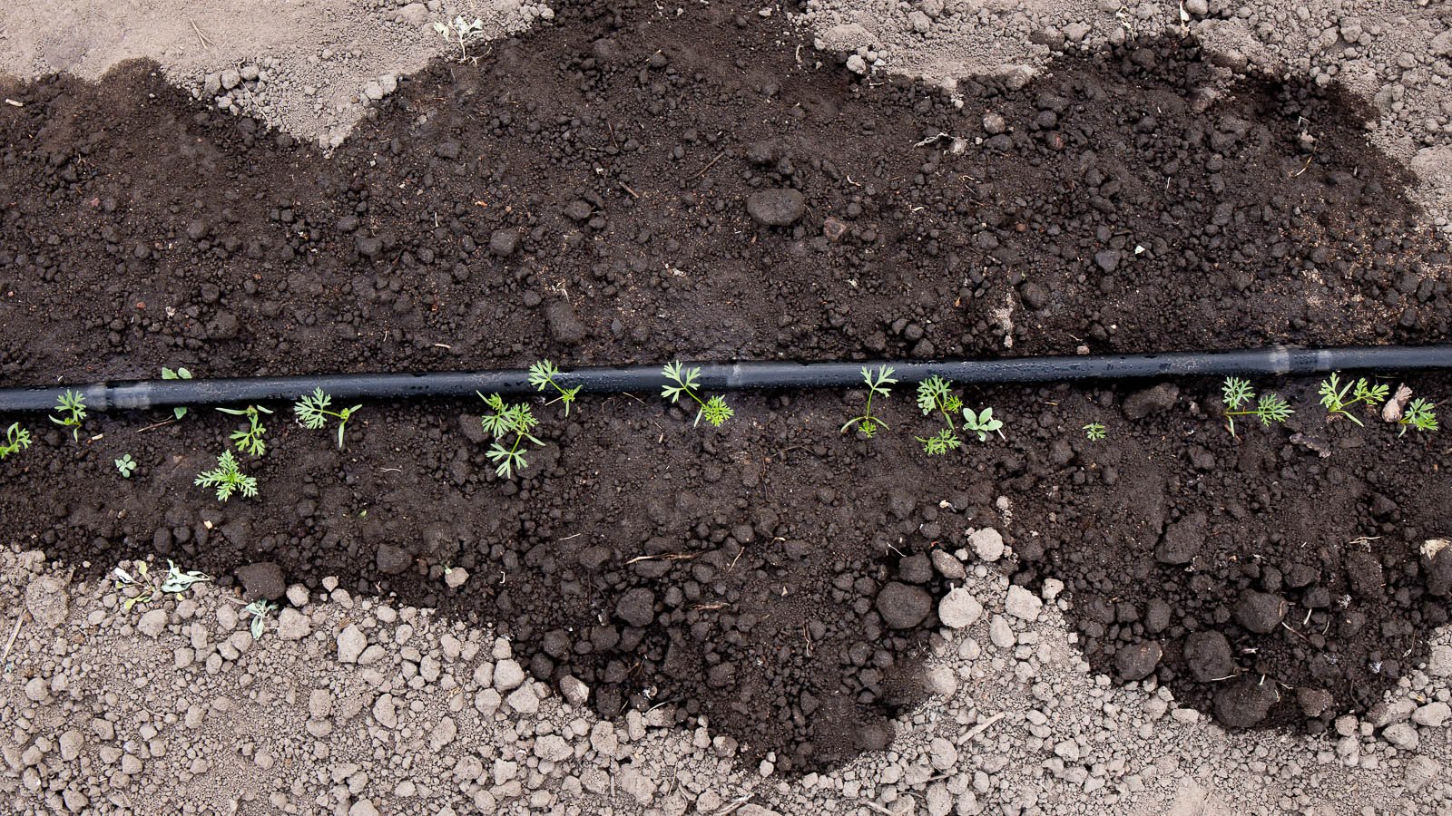 A soaker hose releasing water on top of a garden bed, aligned with some seedlings.