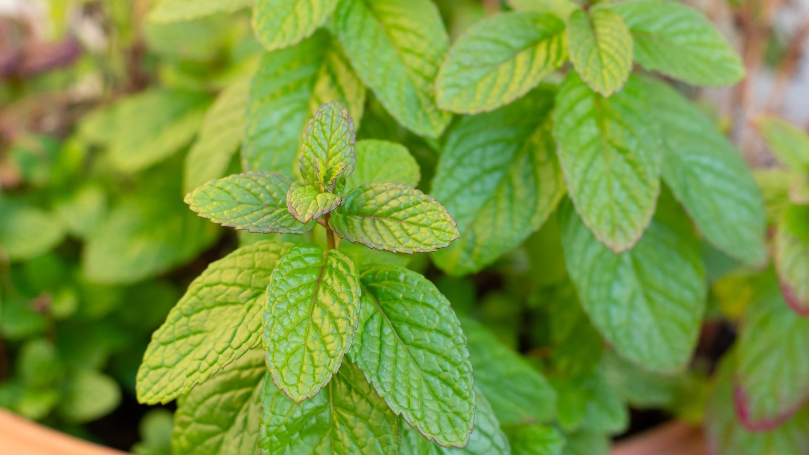 Bright green, slightly fuzzy leaves with a pointed shape and soft serrations, growing in bushy clusters.
